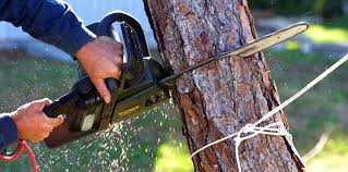 Best Tree Preservation Services  in La Crosse, WI